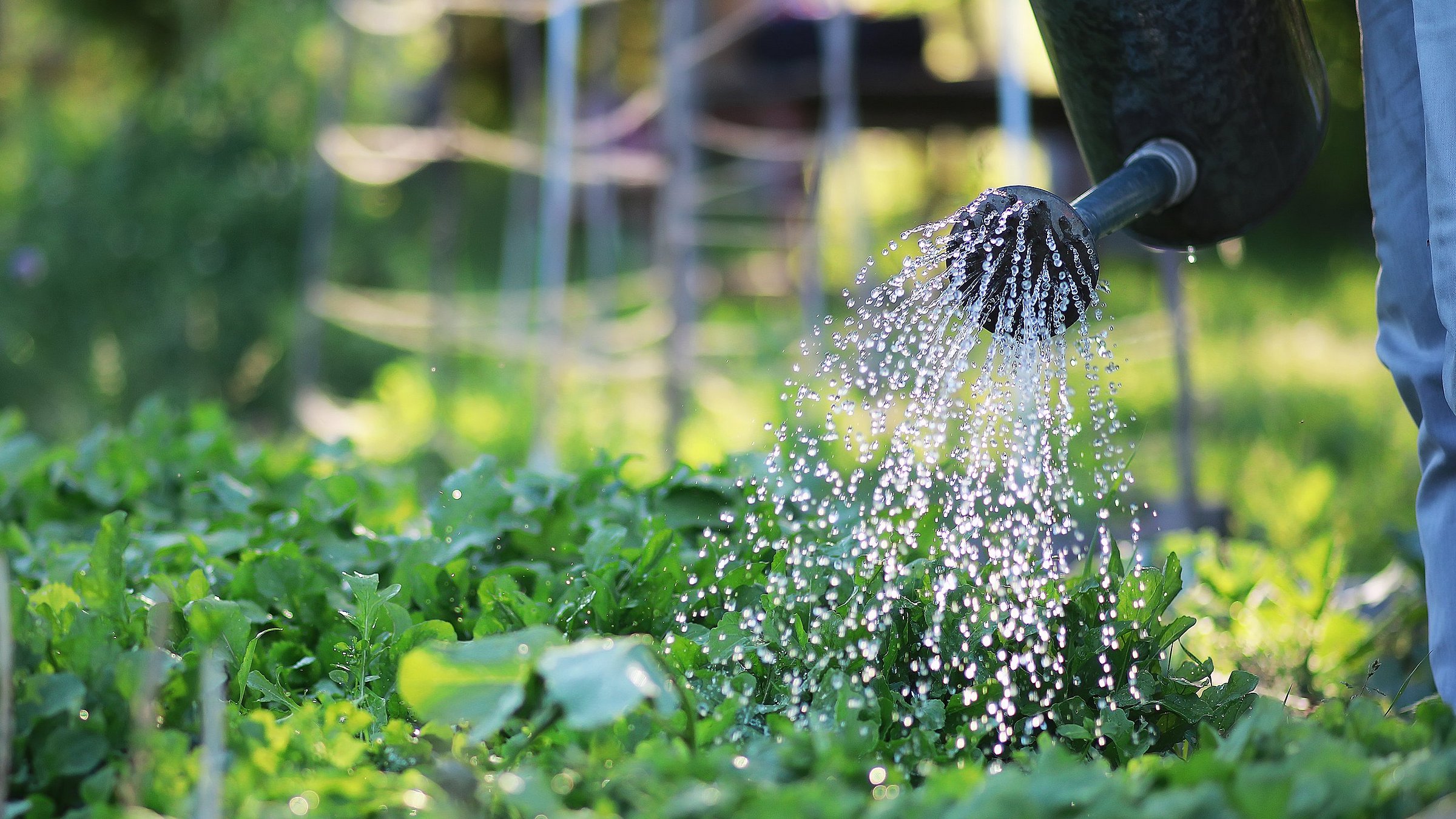 WH Bewässerungstipp Hochbeetbewässerung mit einer Gießkanne